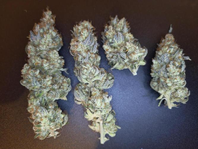 First grow in IKEA wardrobe. Week 19