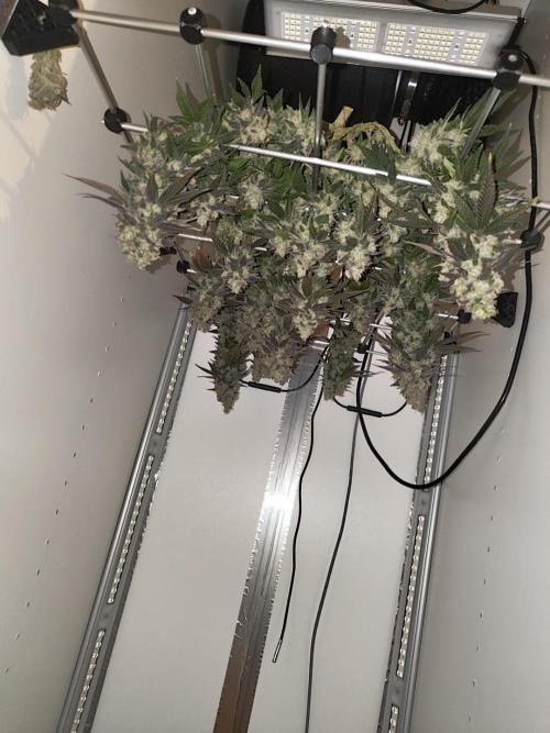 First grow in IKEA wardrobe. Week 19
