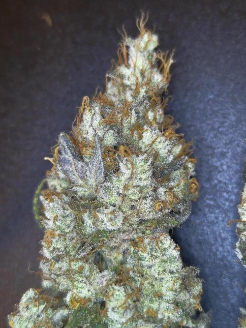 First grow in IKEA wardrobe. Week 19