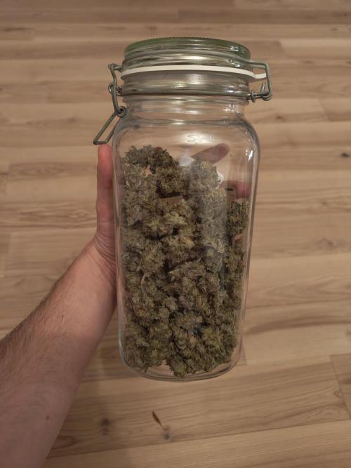 First grow in IKEA wardrobe. Week 19