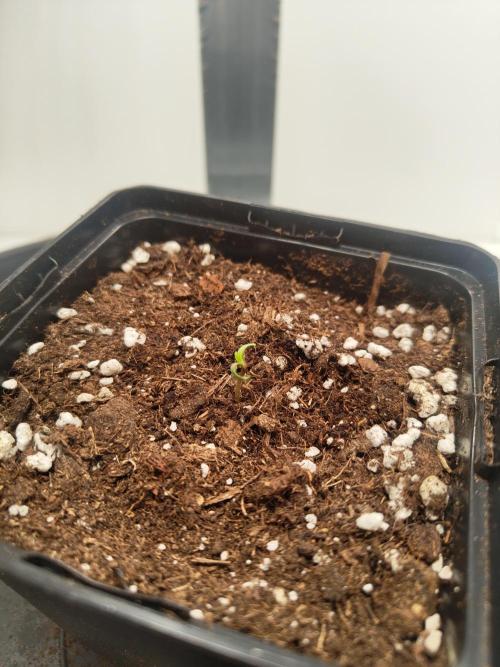 Pineapple Chunk ~ Barney's Farm. Week 1 - Day 1