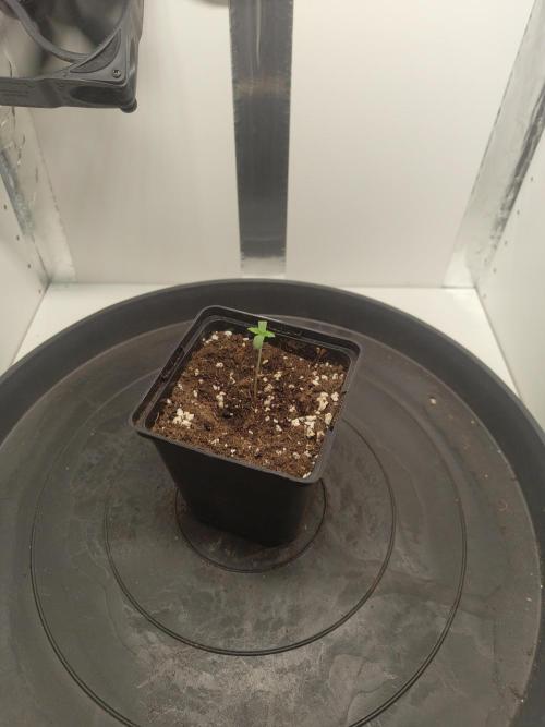 Pineapple Chunk ~ Barney's Farm. Week 1 - Day 4