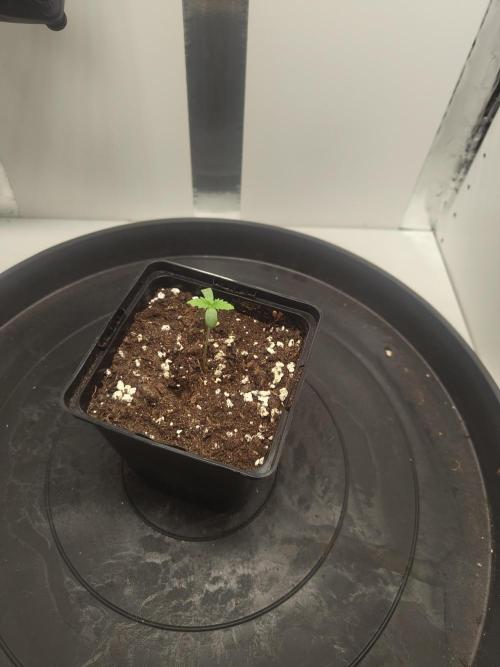 Pineapple Chunk ~ Barney's Farm. Week 1 - Day 5