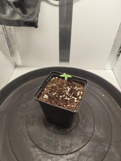 Pineapple Chunk ~ Barney's Farm. Week 1 - Day 6