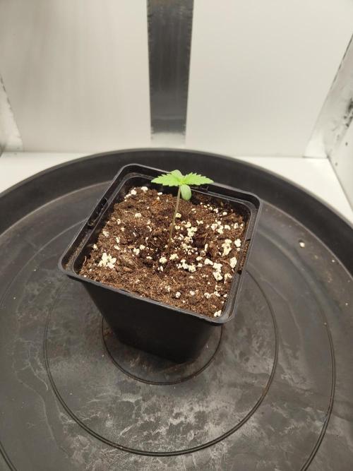 Pineapple Chunk ~ Barney's Farm. Week 1 - Day 7