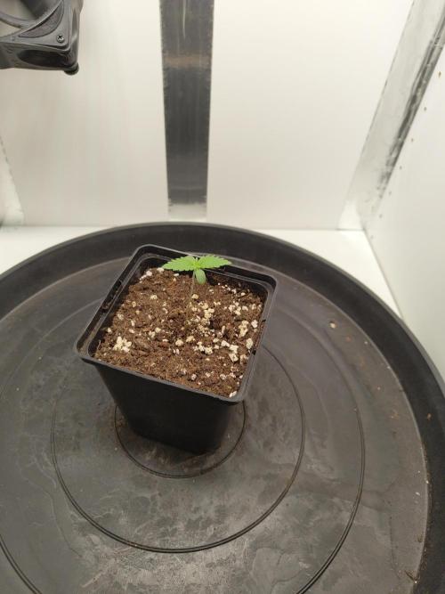 Pineapple Chunk ~ Barney's Farm. Week 2 - Day 8