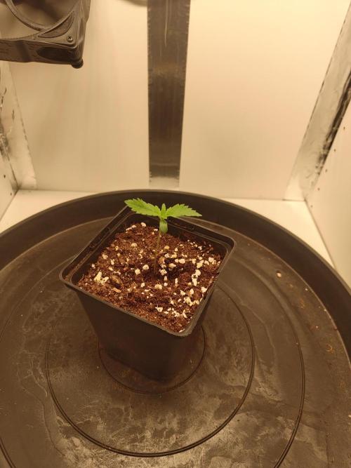 Pineapple Chunk ~ Barney's Farm. Week 2 - Day 10