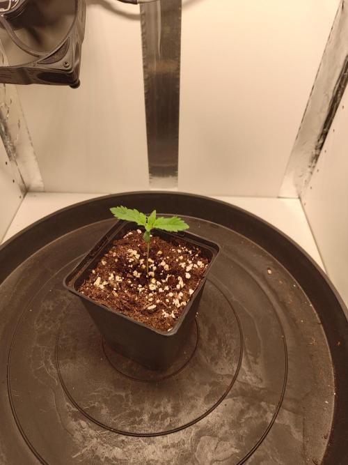 Pineapple Chunk ~ Barney's Farm. Week 2 - Day 11