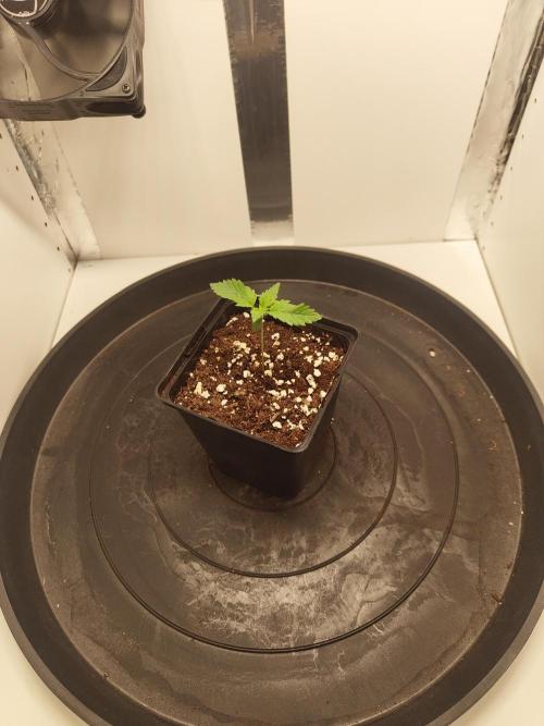 Pineapple Chunk ~ Barney's Farm. Week 2 - Day 12