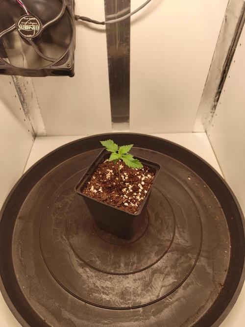 Pineapple Chunk ~ Barney's Farm. Week 2 - Day 13
