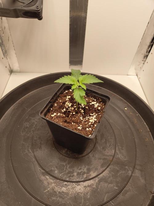 Pineapple Chunk ~ Barney's Farm. Week 3 - Day 15