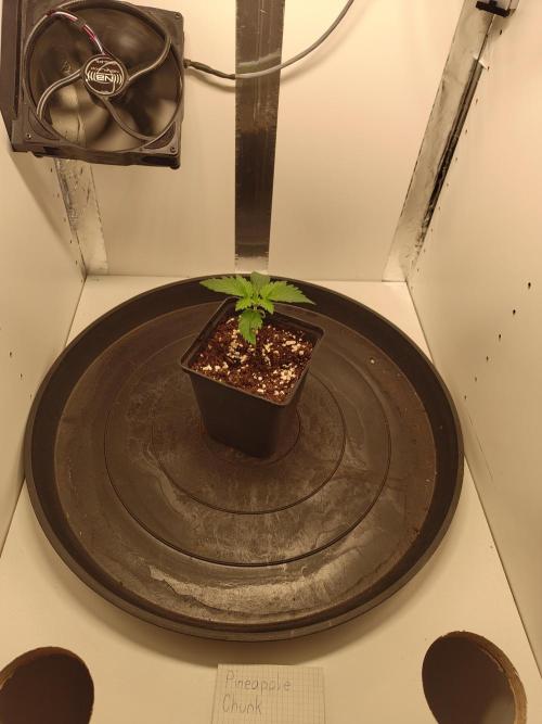 Pineapple Chunk ~ Barney's Farm. Week 3 - Day 16