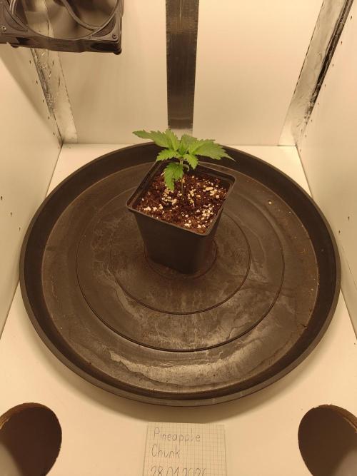 Pineapple Chunk ~ Barney's Farm. Week 3 - Day 17