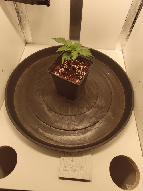 Pineapple Chunk ~ Barney's Farm. Week 3 - Day 18