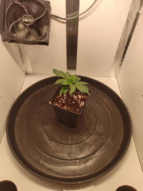 Pineapple Chunk ~ Barney's Farm. Week 3 - Day 19