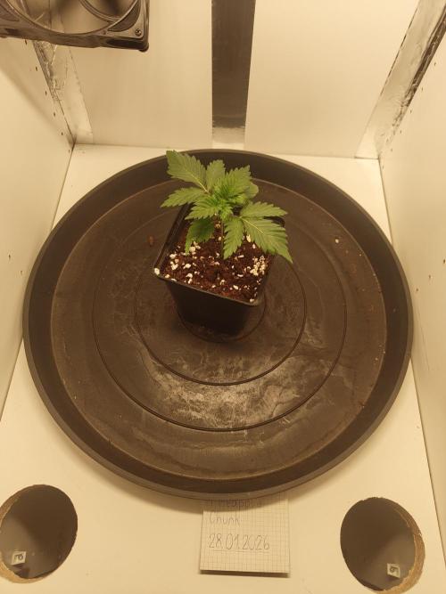 Pineapple Chunk ~ Barney's Farm. Week 3 - Day 20
