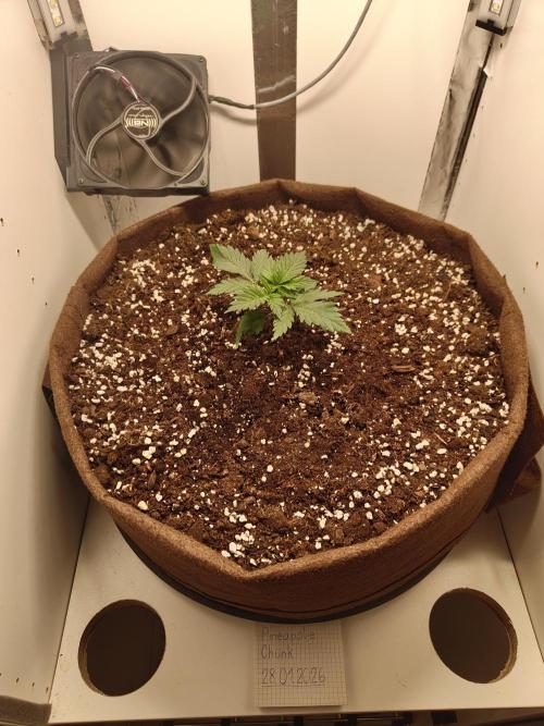 Pineapple Chunk ~ Barney's Farm. Week 4 - Day 21