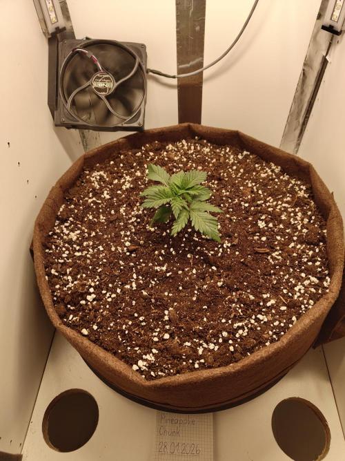 Pineapple Chunk ~ Barney's Farm. Week 4 - Day 22