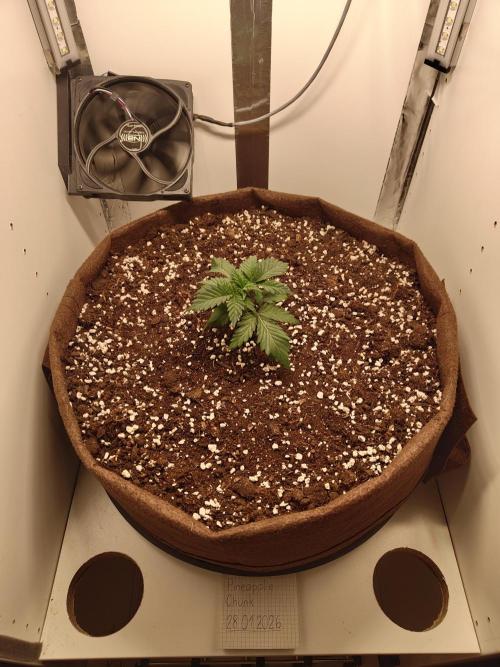 Pineapple Chunk ~ Barney's Farm. Week 4 - Day 23