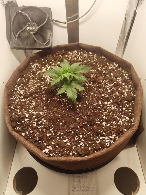 Pineapple Chunk ~ Barney's Farm. Week 4 - Day 24