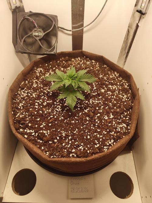 Pineapple Chunk ~ Barney's Farm. Week 4 - Day 25