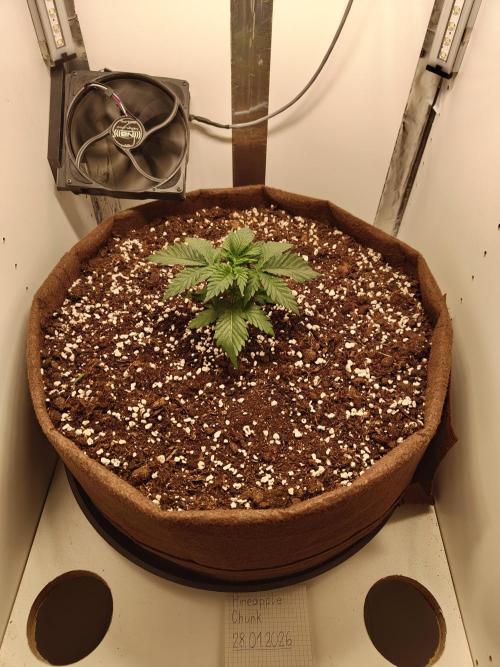 Pineapple Chunk ~ Barney's Farm. Week 4 - Day 26