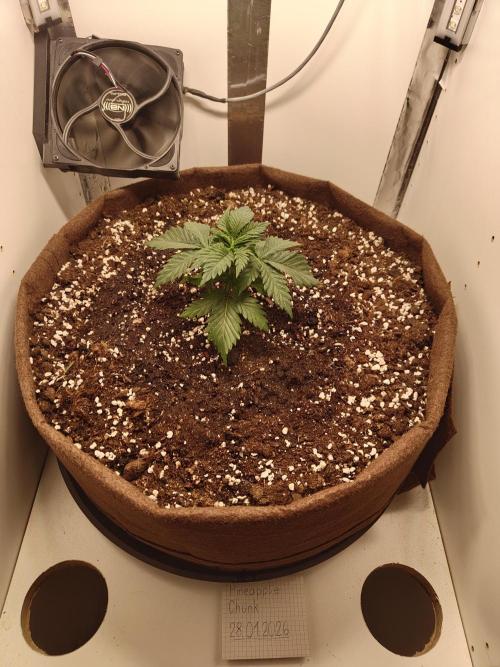 Pineapple Chunk ~ Barney's Farm. Week 4 - Day 27