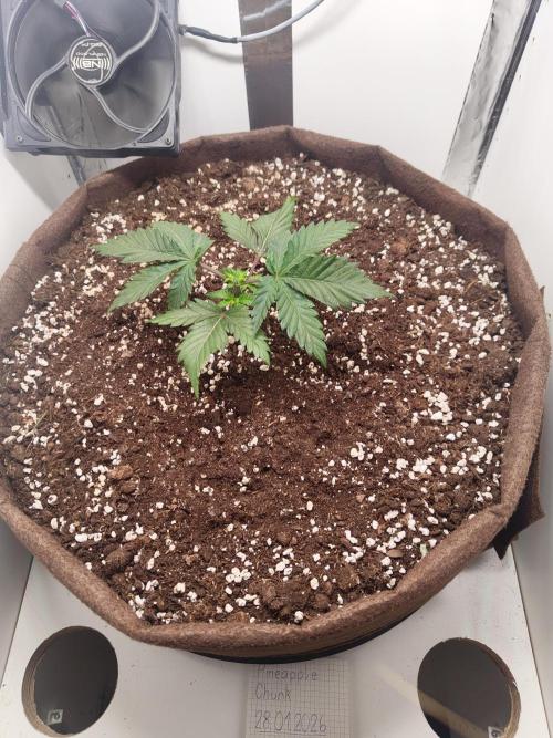 Pineapple Chunk ~ Barney's Farm. Week 5 - Day 28
Topped