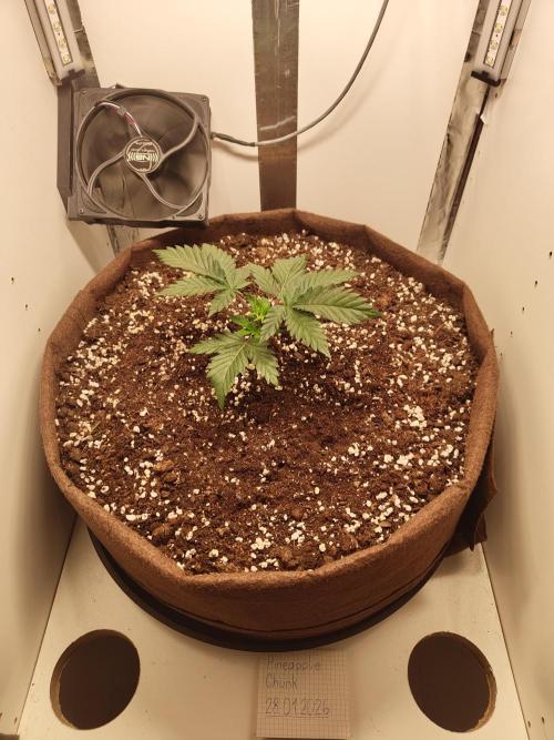 Pineapple Chunk ~ Barney's Farm. Week 5 - Day 29