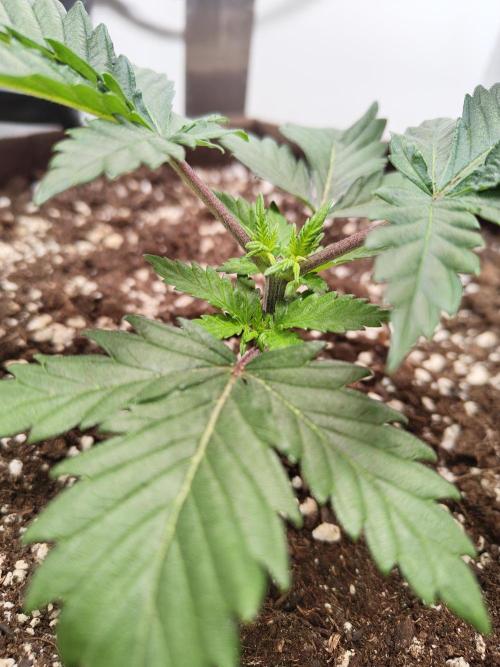 Pineapple Chunk ~ Barney's Farm. Week 5 - Day 29