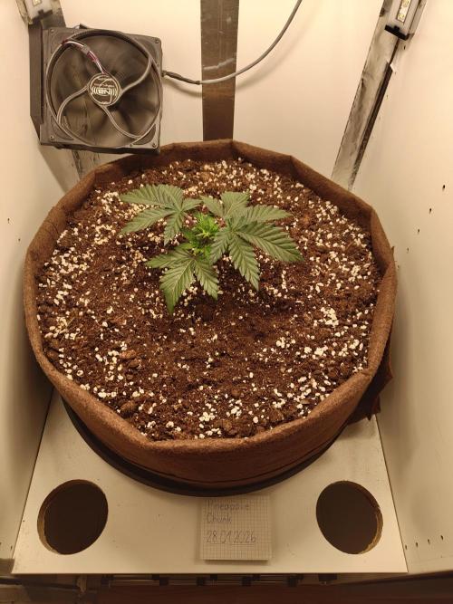Pineapple Chunk ~ Barney's Farm. Week 5 - Day 30