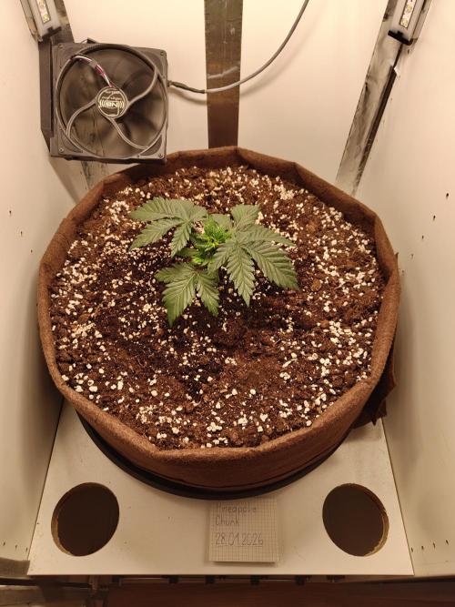 Pineapple Chunk ~ Barney's Farm. Week 5 - Day 31