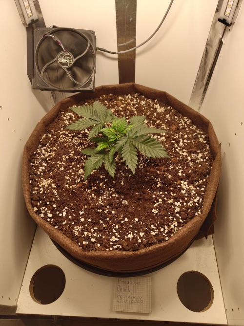 Pineapple Chunk ~ Barney's Farm. Week 5 - Day 32