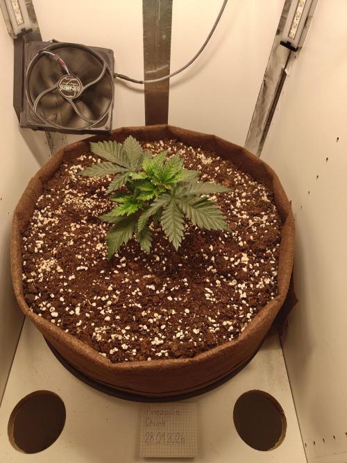Pineapple Chunk ~ Barney's Farm. Week 5 - Day 33
