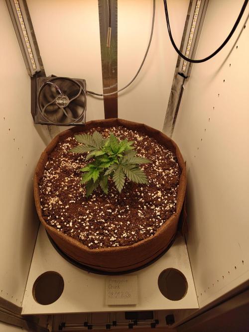 Pineapple Chunk ~ Barney's Farm. Week 5 - Day 34