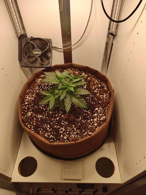 Pineapple Chunk ~ Barney's Farm. Week 6 - Day 35