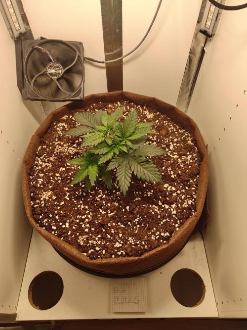 Pineapple Chunk ~ Barney's Farm. Week 6 - Day 36