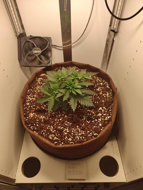 Pineapple Chunk ~ Barney's Farm. Week 6 - Day 37