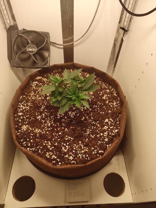 Pineapple Chunk ~ Barney's Farm. Week 6 - Day 38