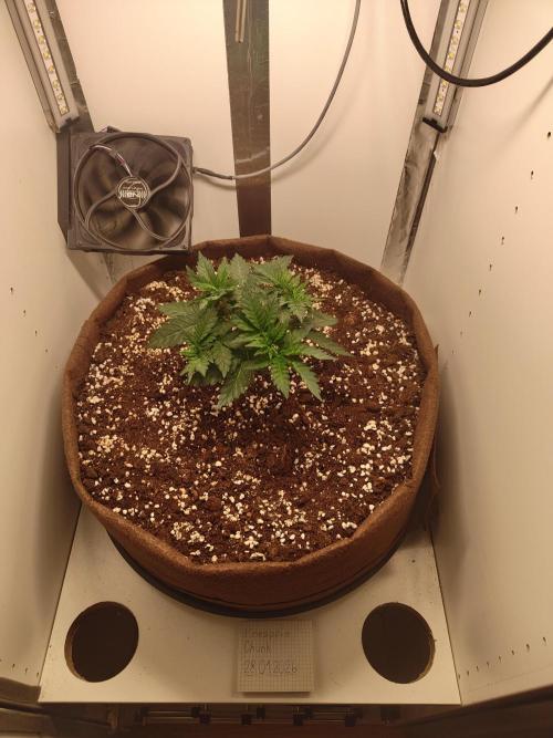 Pineapple Chunk ~ Barney's Farm. Week 6 - Day 39