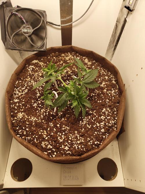 Pineapple Chunk ~ Barney's Farm. Week 6 - Day 40
