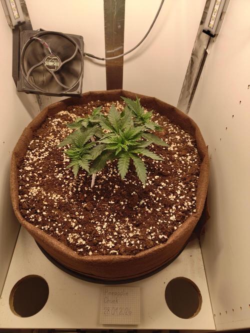 Pineapple Chunk ~ Barney's Farm. Week 6 - Day 41