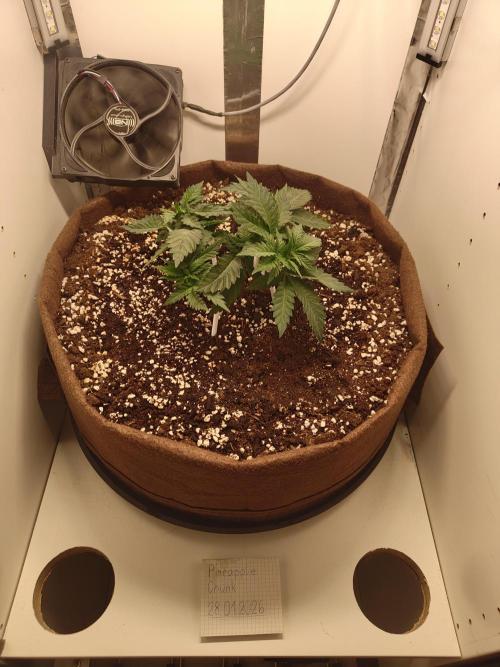 Pineapple Chunk ~ Barney's Farm. Week 7 - Day 42