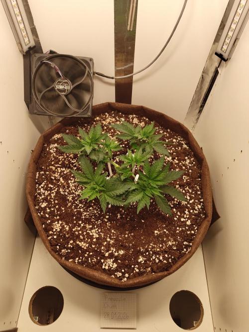 Pineapple Chunk ~ Barney's Farm. Week 7 - Day 43