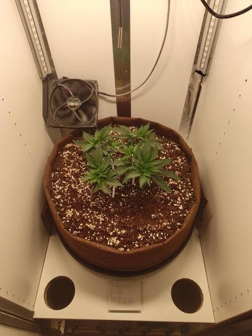 Pineapple Chunk ~ Barney's Farm. Week 7 - Day 44