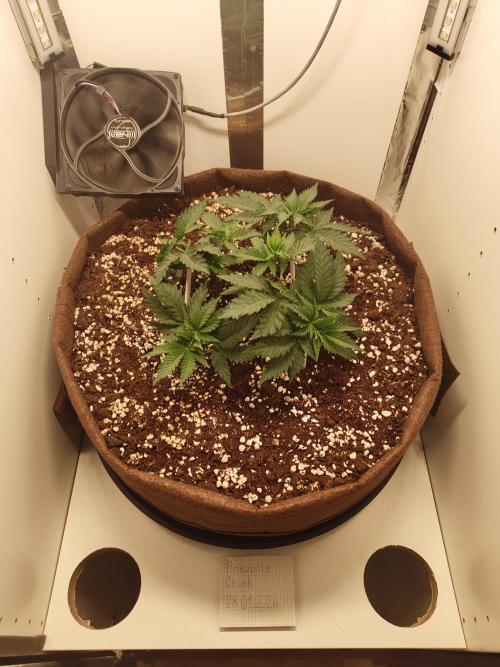 Pineapple Chunk ~ Barney's Farm. Week 7 - Day 45