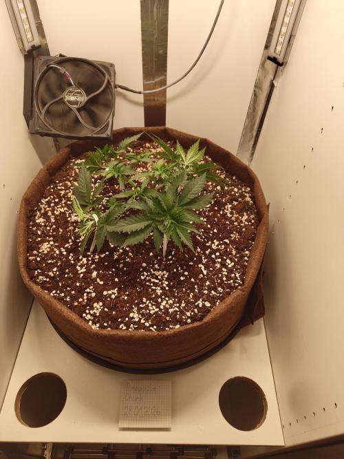 Pineapple Chunk ~ Barney's Farm. Week 7 - Day 46
