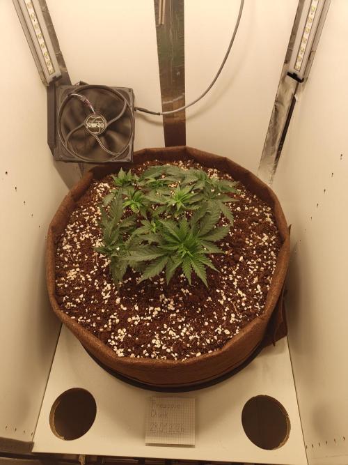 Pineapple Chunk ~ Barney's Farm. Week 7 - Day 47