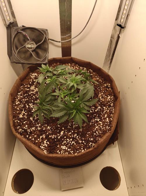 Pineapple Chunk ~ Barney's Farm. Week 7 - Day 48