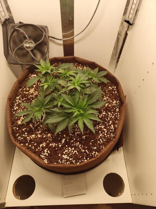 Pineapple Chunk ~ Barney's Farm. Week 8 - Day 49